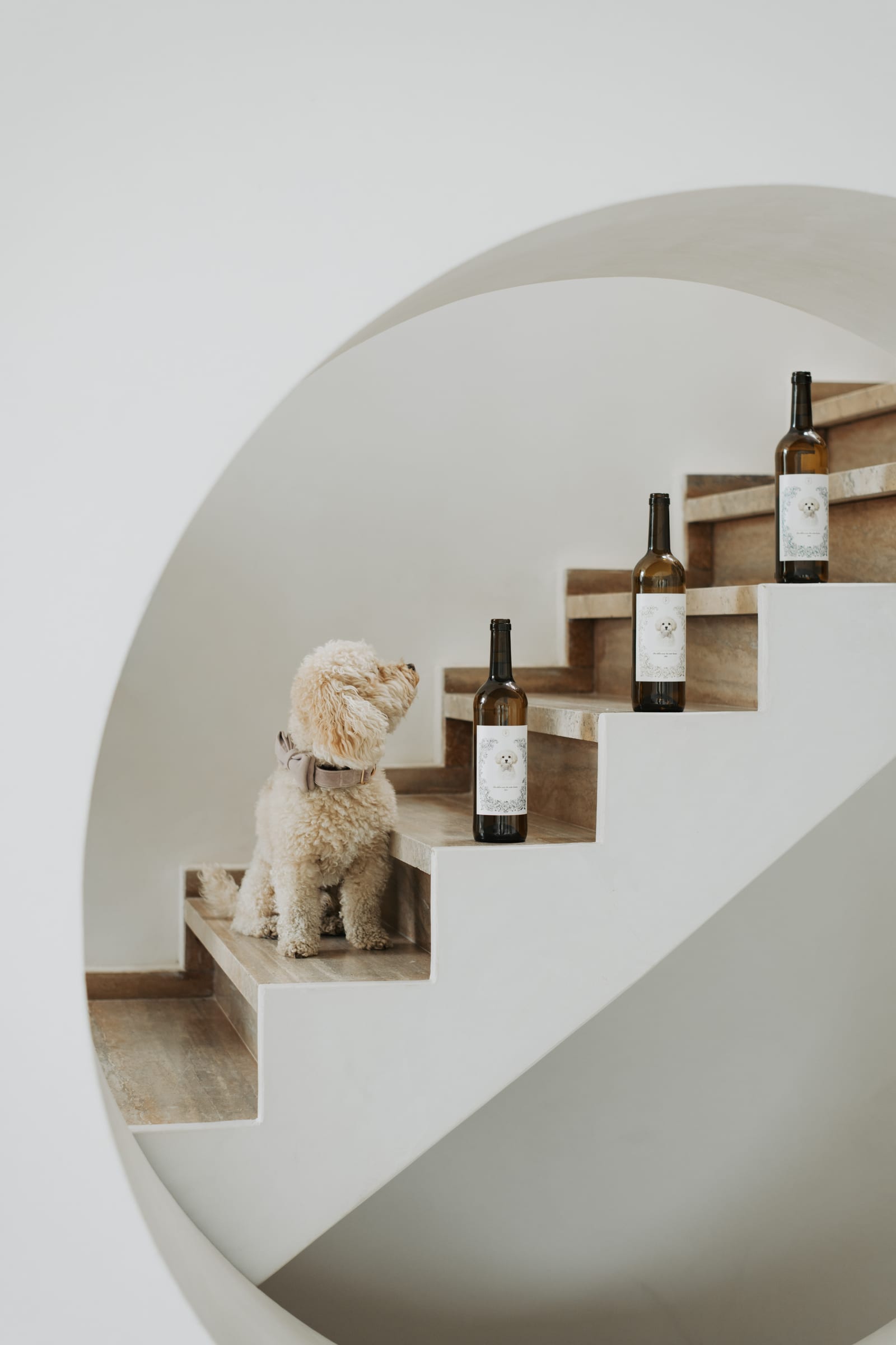 Ralphie, het hondje van Amy De Winter, op travertin trappen met drie flessen Le Grand Copychat